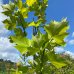 Platan javorolistý (Platanus acerifolia) - výška 180-200 cm, obvod kmeňa 4/6 cm, kont. C10L